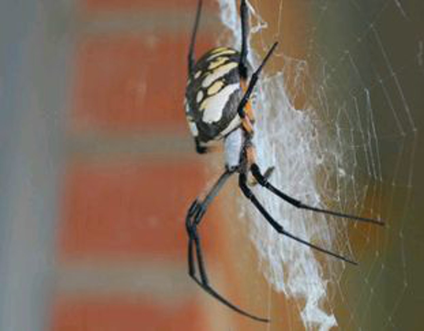 <p>Identify the Arachnid shown:</p>