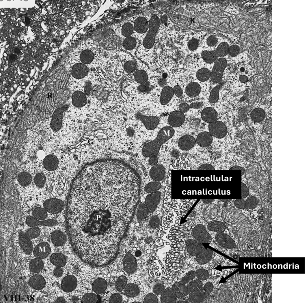 <p>Identification</p>