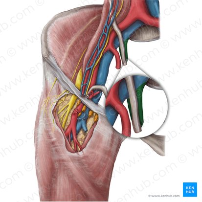 <ul><li><p>lies between the lateral pelvic wall and the internal iliac artery</p></li><li><p>joins the external iliac vein to form the common iliac vein</p></li></ul><p></p>