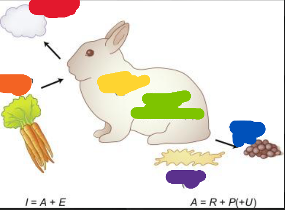 <p>name the things in photo (rainbow</p>