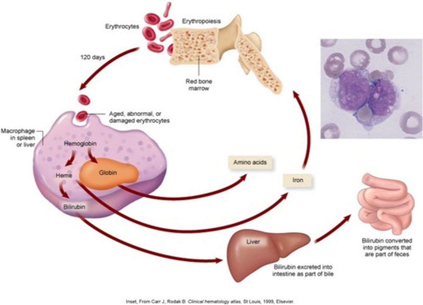 <p>- Life span of a circulating RBC averages 105 to 120 days</p><p>- Macrophage cells phagocytose the aged, abnormal, or fragmented RBCs</p><p>- Hemoglobin is broken down, and amino acids, iron, and bilirubin are released</p>