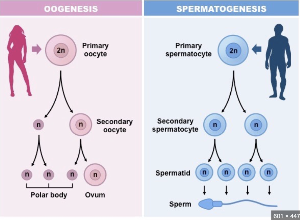 * The formation of mature eggs and sperm (aka gametes)
* 1N = haploid