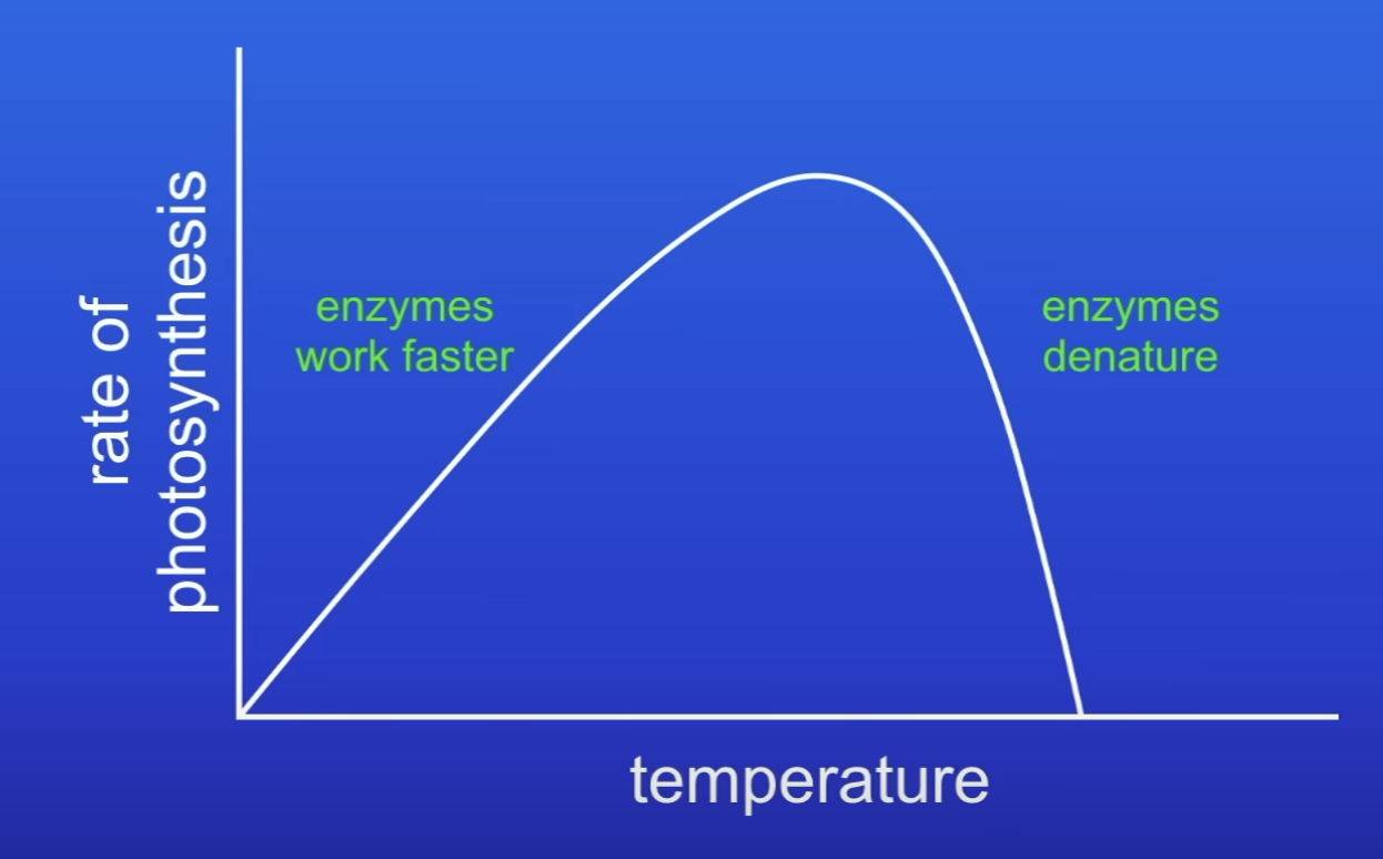 <p>Explain this graph about the effect of temperature on rate of PS</p>