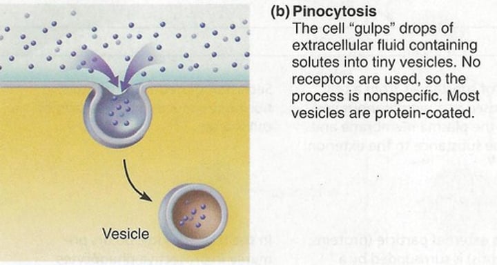 <p>•small particles taken in<br>•type of Endocytosis</p>