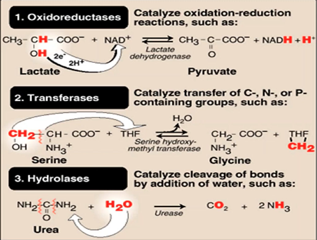 <p><strong>Phản ứng: Lactate + NAD⁺ ⇌ Pyruvate + NADH + H⁺</strong></p><p><strong>Enzyme tham gia là:</strong></p><p>A. Transferase</p><p>B. Oxidoreductase</p><p>C. Lyase</p><p>D. Isomerase</p>