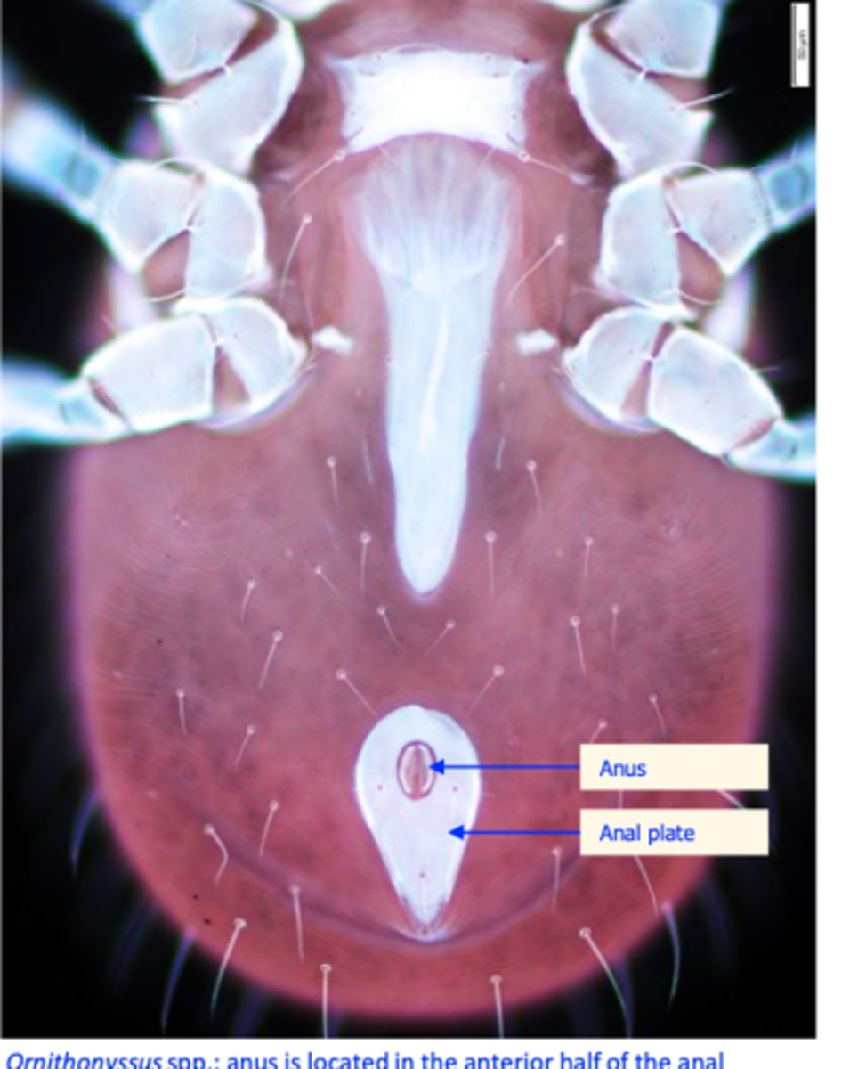 <p>• Commonest and most important poultry</p><p>ectoparasite in some countries;</p><p>• Present in all production systems, is spread all over the world in the temperate regions</p><p>• Infests domestic (hens) and wild birds (pigeons) as well as mammals</p><p>Most mites on hens are located on the feathers around the vent;</p><p>Infestations are more common in the cold seasons;</p><p>The parasites might be introduced into the farms with birds, equipment</p>