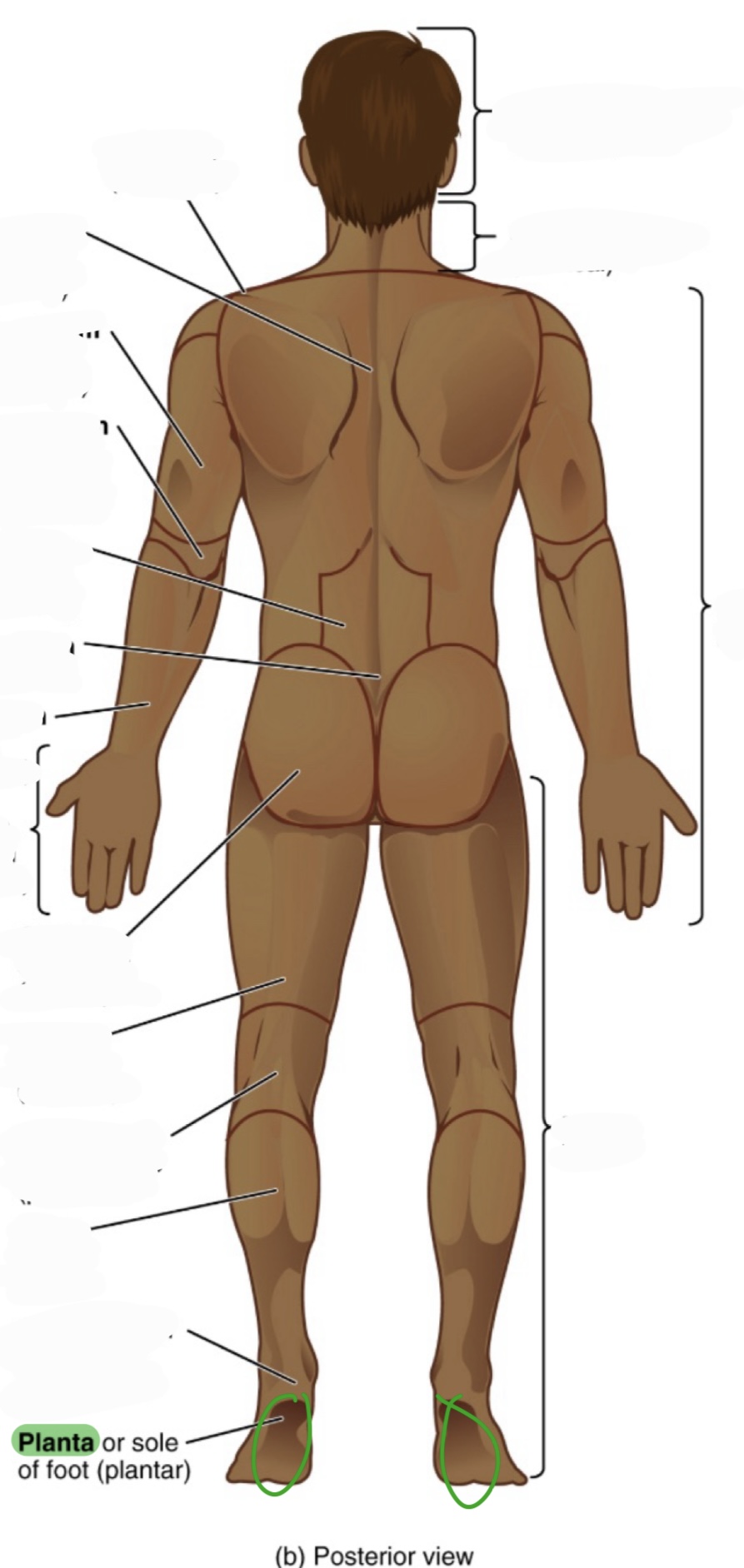 <p>sole of the foot</p><p>(aka plantar)</p>