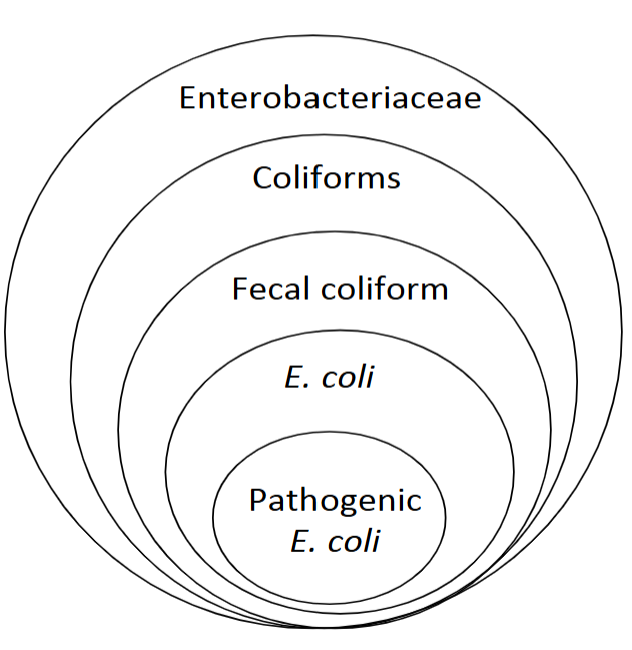 <p>actual pathogens </p><p>indicator organisms are monitored</p><ul><li><p>used as a measure of fecal contamination</p></li><li><p>most commonly: fecal coliform bacteria (subset of Enterobacteriaceae)</p></li></ul><p></p>