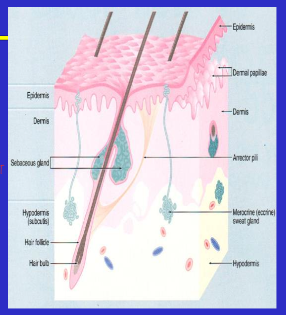 <ul><li><p>epidermis </p></li><li><p>dermis </p></li><li><p>subcutaneous (hypodermis)</p></li></ul><p></p>