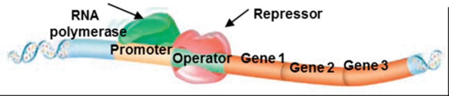 <p>A region of DNA with a specific sequence that tells RNA polymerase where to begin transcription.</p>