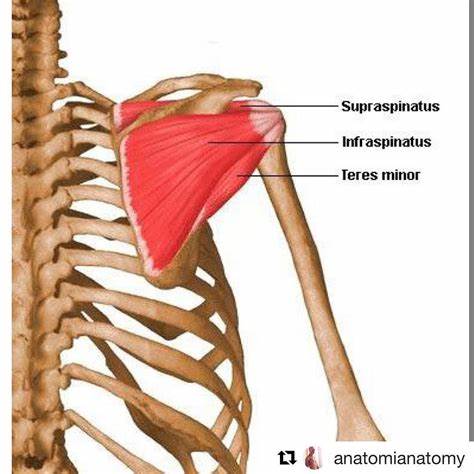 <p>Origin: upper 2/3rds of lateral border of the scapula</p><p>insertion: lower facet of greater tubercle of humerus</p><p>Action: lateral rotation and adduction of humerus</p>