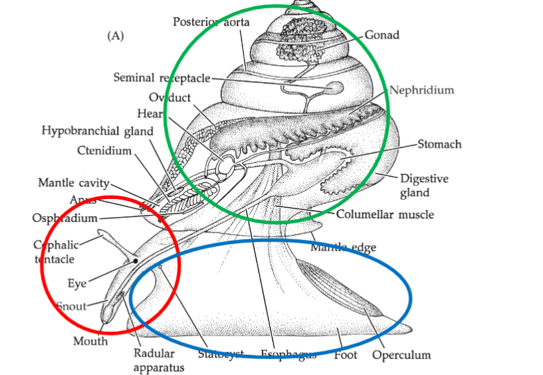 <p>Diverse</p><p>bilateral </p><p>anterior-posterior→undirectional </p><p>defined head region - cephalization (not bivalves!)</p><p>triploblastic</p><p>true coelomate- → schizocoelous development</p><p>coelom reduced→replaced with hemocoel</p><p>not vermiform, not appendages</p><p>Body divided into: head, foot, visceral mass</p>