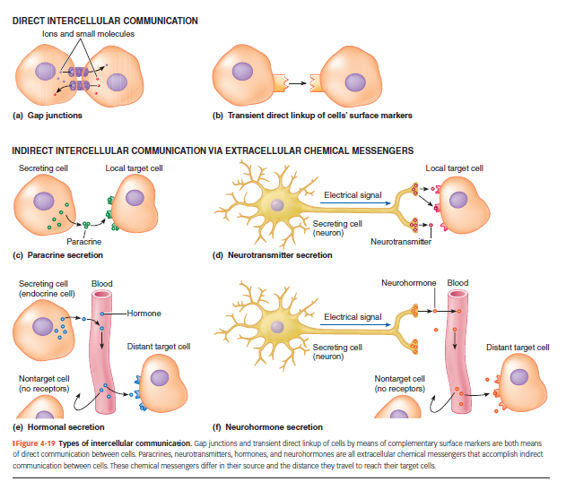<p><strong>Direkte vs. indirekte intercellulær kommunikation</strong> </p><p class=""><strong>Direkte:</strong></p><ul><li><p class="">(a) <strong>Gap junctions</strong> → tillader små molekyler/ioner at diffundere direkte mellem celler</p></li><li><p class="">(b) <strong>Surface markers</strong> → midlertidig kontakt mellem to celler vha. matchende receptorer</p></li></ul><p> </p><p class=""><strong>Indirekte (via ekstracellulære kemiske signaler):</strong></p><ul><li><p class="">(c) <strong>Paracrine</strong> → lokal virkning på nærliggende celler</p></li><li><p class="">(d) <strong>Neurotransmittere</strong> → frigives af neuroner og virker på nærliggende celler</p></li><li><p class="">(e) <strong>Hormoner</strong> → udskilles i blodet, virker på fjerntliggende målceller</p></li><li><p class="">(f) <strong>Neurohormoner</strong> → neurotransmittere, der udskilles i blodet og virker som hormoner</p></li></ul><p></p>