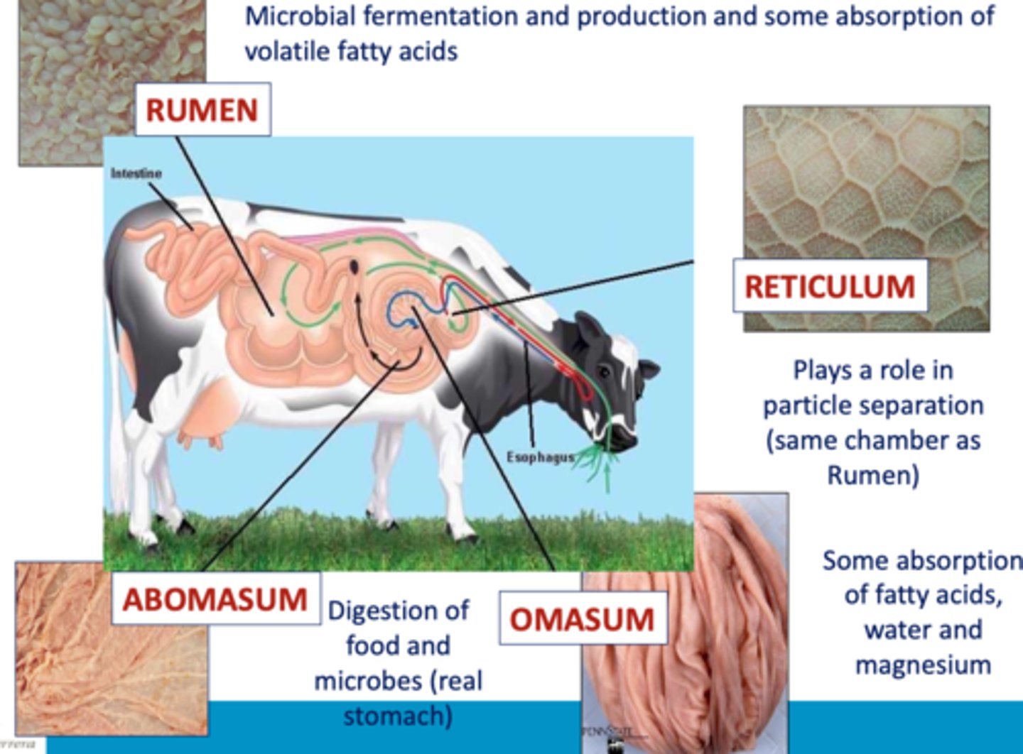 <p>some absorption of fatty acids, water, and magnesium</p>