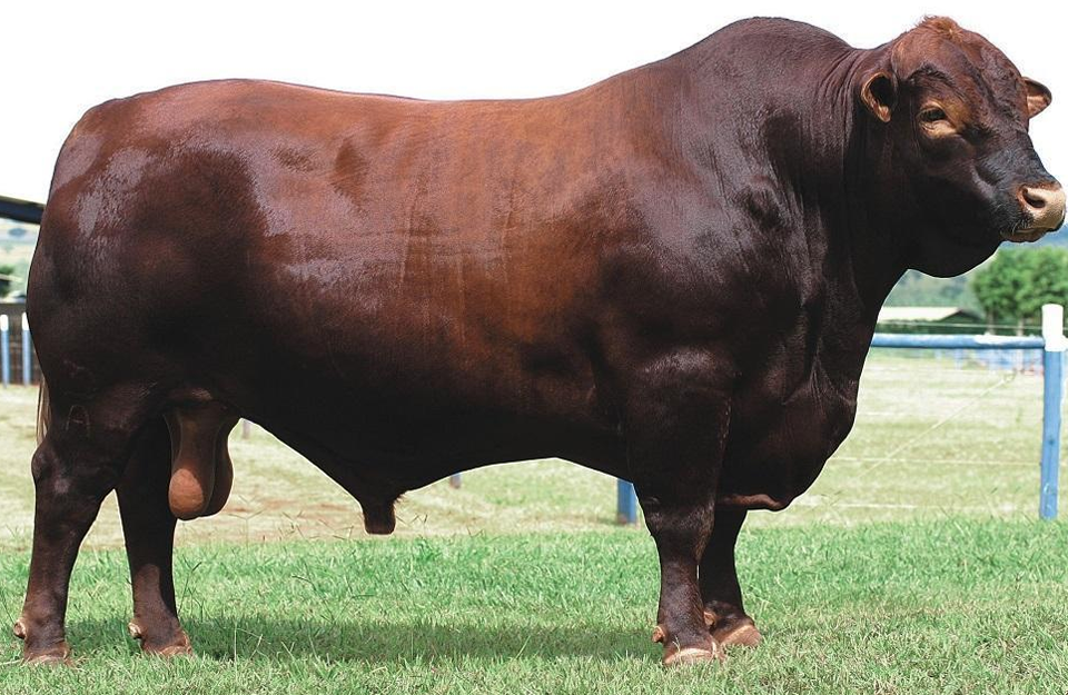 <ul><li><p>Created on <strong>King Ranch</strong></p><ul><li><p>5/8 <strong>Shorthorn </strong>and 3/8 Brahman</p></li></ul></li><li><p>All will be<strong> red</strong>, can be horned or polled</p><ul><li><p><strong>Range from dark red to bright red</strong></p></li></ul></li><li><p><strong>Noted for good growth rate</strong></p></li><li><p><strong>Inconsistant marbling</strong></p></li></ul><p></p>