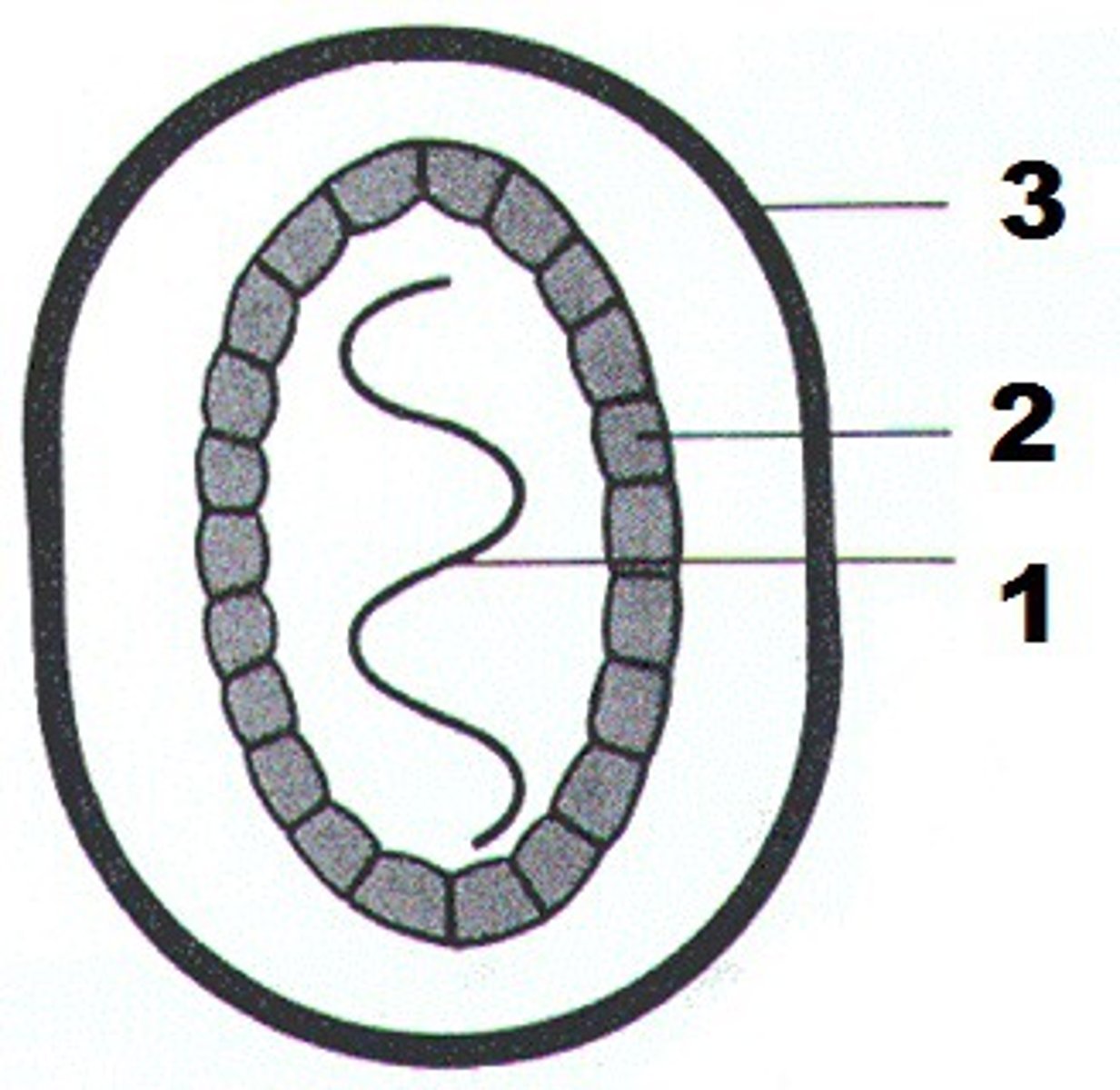 <p>protein coat that surrounds the nucleic acid in a viral particle (#2 on the figure)</p>
