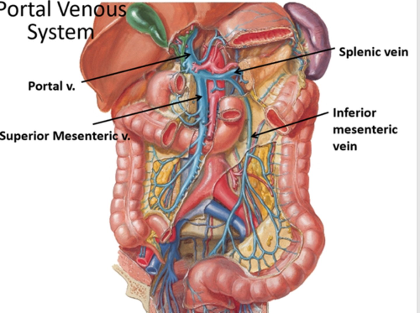 <p>inferior vena cava: bypasses the liver and heads straight back to the heart</p>