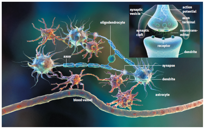 <p>uses neurotransmitters to send messages from one cell to the next</p>