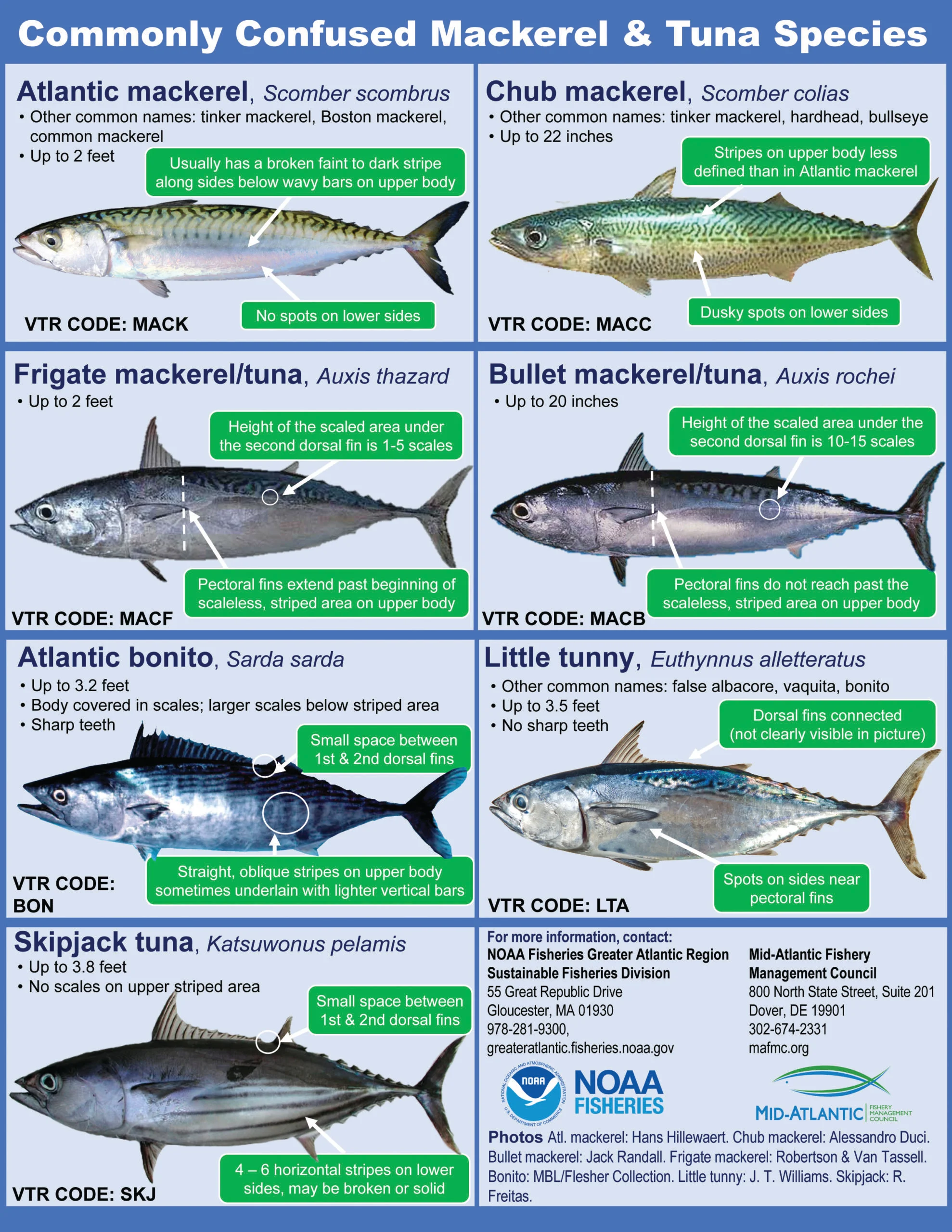 <p>Clade of <strong>mackerels and tunas</strong></p>