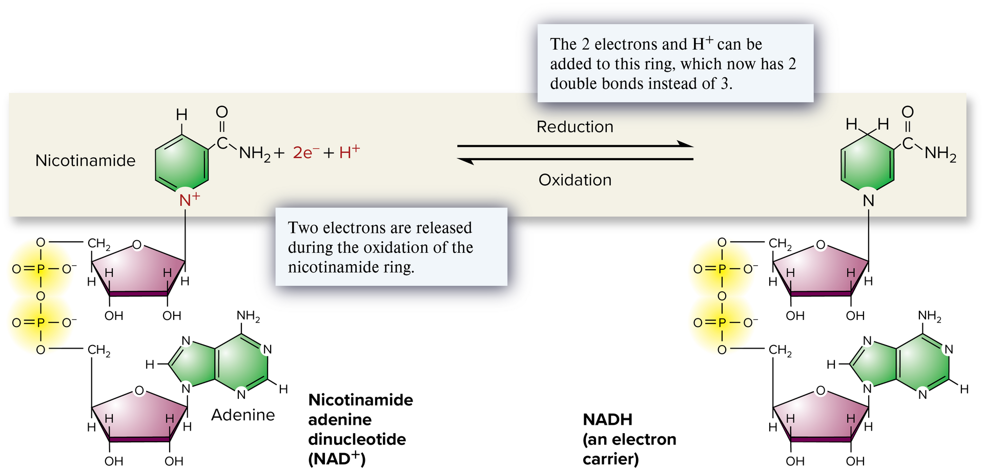<p>NAD+</p>