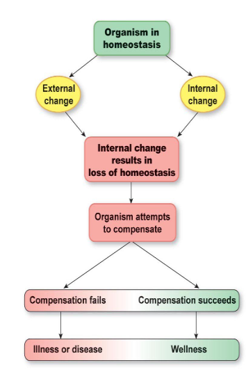 <p>disruptions of homeostasis can lead to disease and death</p>