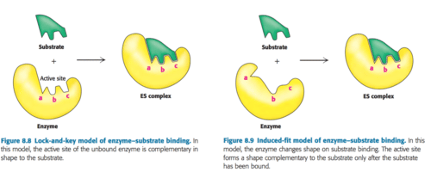 <p>- Lock in key</p><p>- Induced fit/Hand in glove</p>