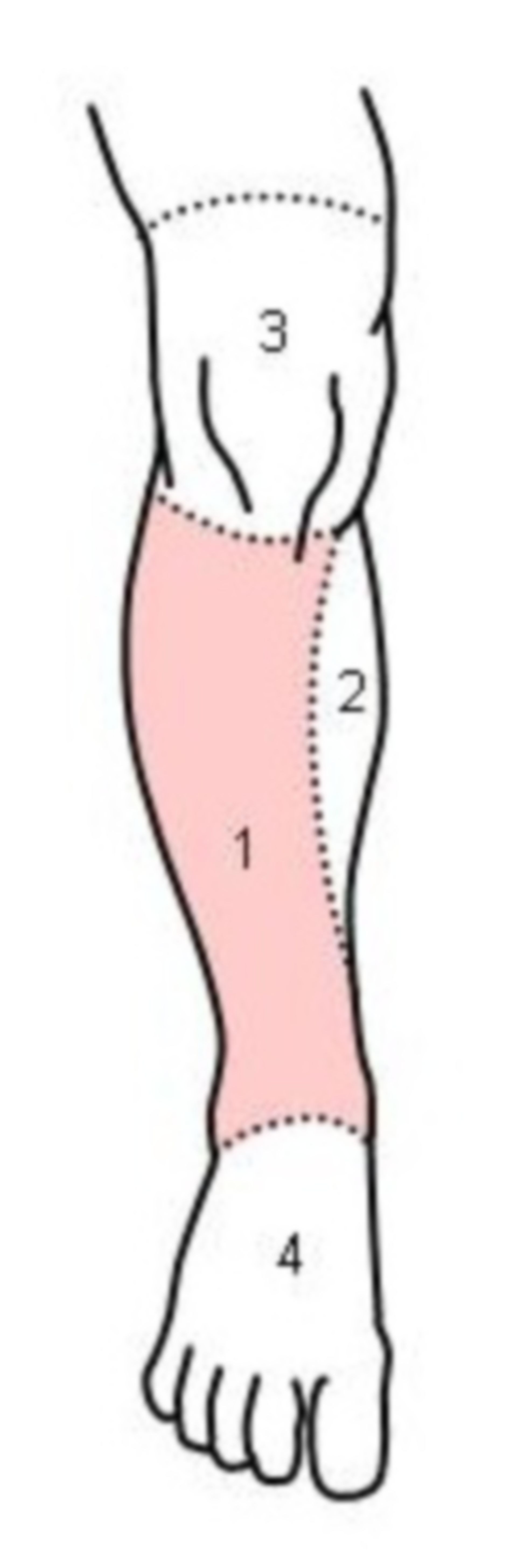 <p>whole leg </p>
