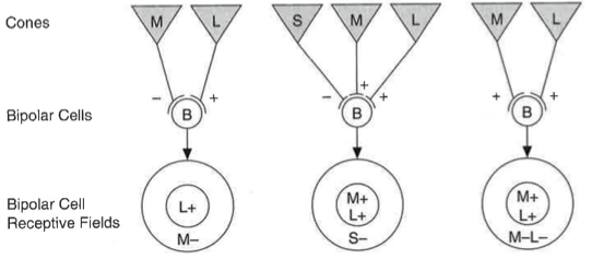 <p>Theory 1: color opponent cells are devoted exclusively to encoding Hue and have no role in brightness info (fits with non-color opponent cells)&nbsp;</p><p>Theory 2: color opponent cells encode hue and brightness <strong>(Double Duty hypothesis)</strong></p><p></p>