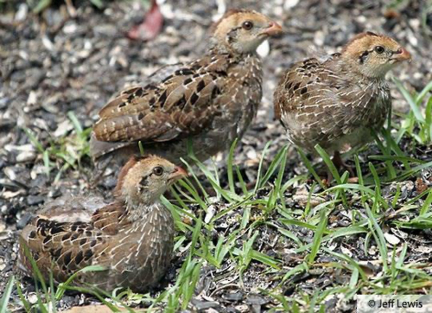 <p>1-2 year-old annual forb communities, 25-50% bare ground, high insect density, and woody shrub clumps for shade.</p>