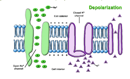 <p>neuron receives a <strong>stimulus</strong>, membrane becomes more <strong>permeable </strong>to <strong>Na<sup>+</sup></strong> than K<sup>+</sup></p><p>Na<sup>+</sup> channels opened, while K<sup>+</sup> stays closed</p><p>Na<sup>+</sup> <strong>rush </strong>into the <strong>cell </strong>by diffusion and charge attraction</p><p>charge <strong>reversal </strong>occurs (<strong>depolarization</strong>)</p>