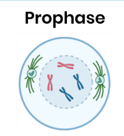 <p>Chromosomes condense and appear as 2 sister chromatids joined by a centromere. <br>The nuclear envelope breaks down and the centrioles move to opposite poles, forming spindle network. <br>Spindle fibres <strong>start</strong> to attach to chromosomes by their centromeres. <br><br></p>