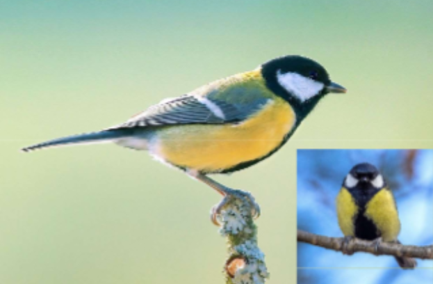 <p>Habitat: I de flesta landmiljöer som trädgårdar, parker och skogar. </p><p>Övrigt: Insekter, bär, frön med mera. Stannfågel. Vanlig vid fågelbord. </p><p>Påminner om blåmesen men är större, har svart huvud och olivgrön rygg. </p>