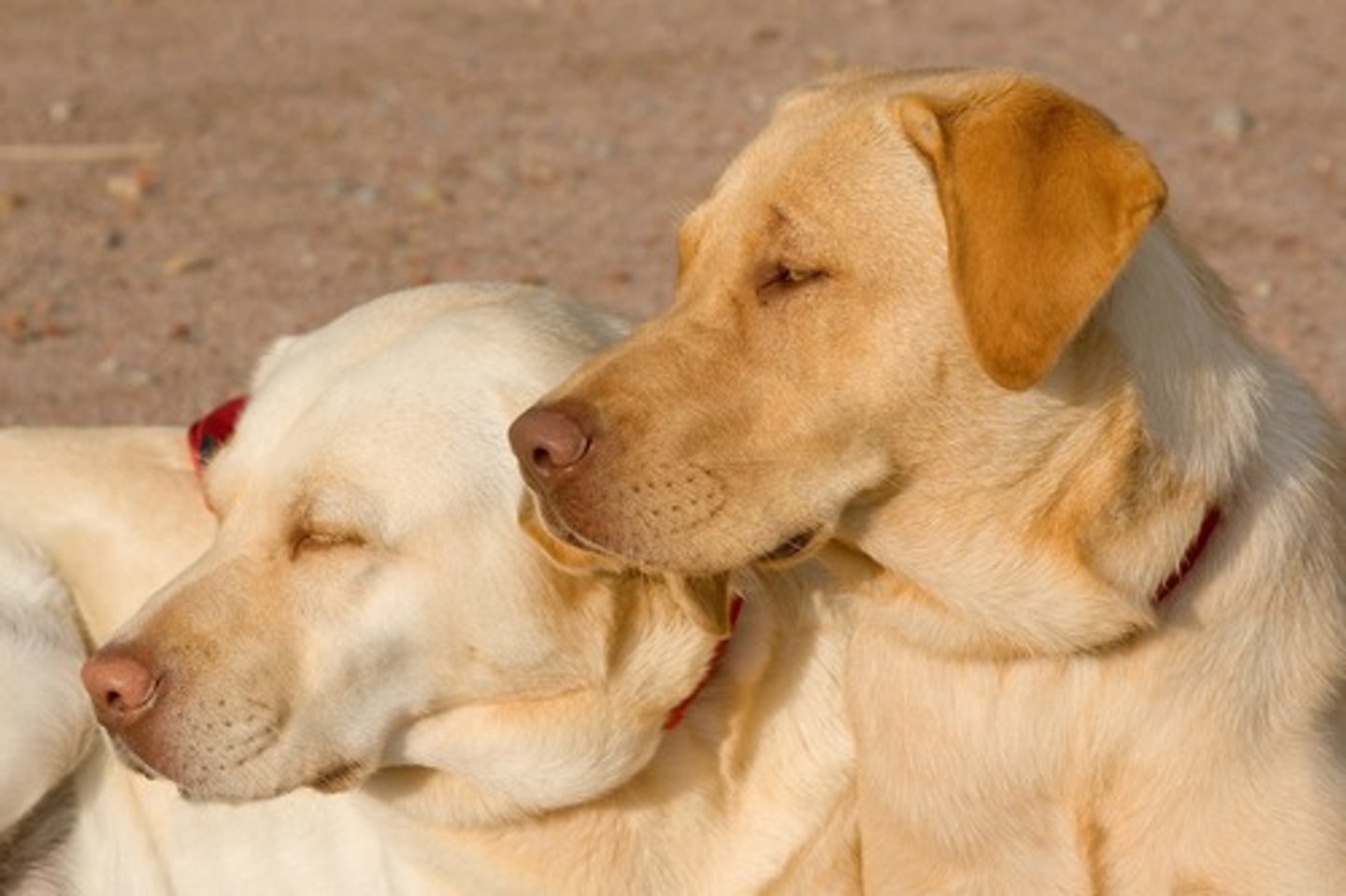 <p>medium skull (Labrador)</p>
