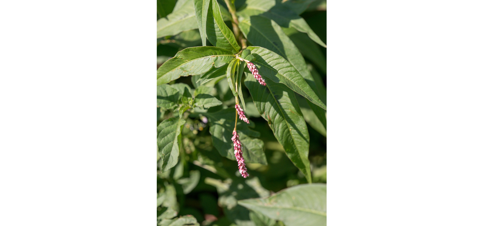 <p>Tall plant, short cilia on ochrea, white/pale pink calyx,slightly pubescent</p>