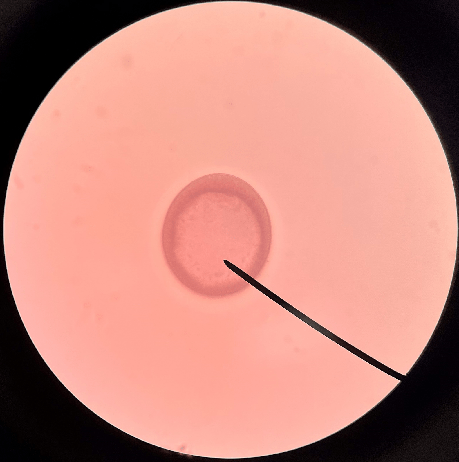 • Slide histology of starfish development.

• A hollow ball of cells.

• Also known as a blastocyst.