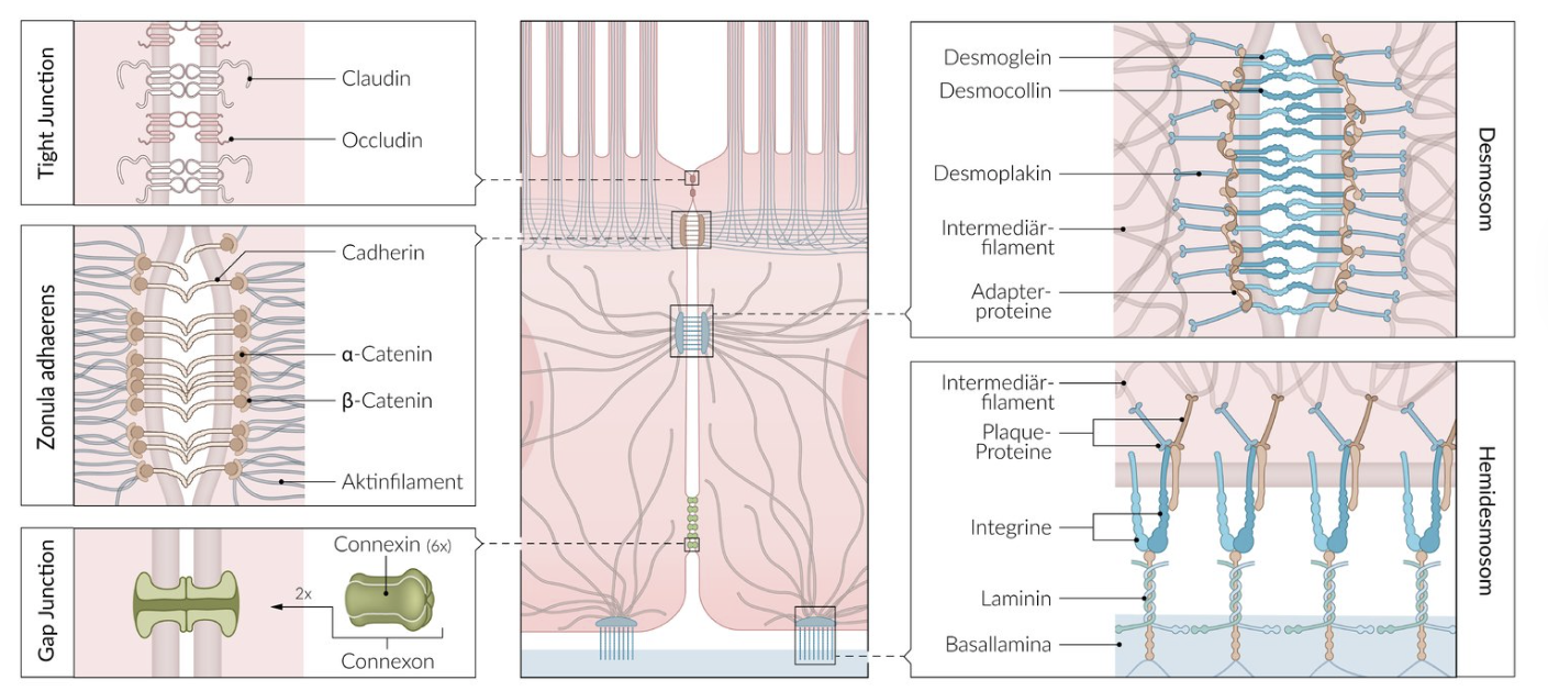<p>D. Integrins</p>