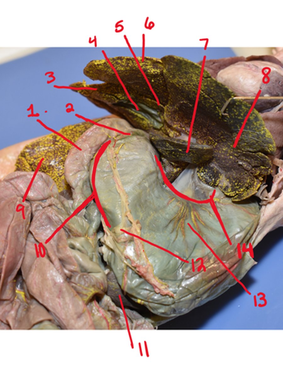 <p>What is structure #8</p>