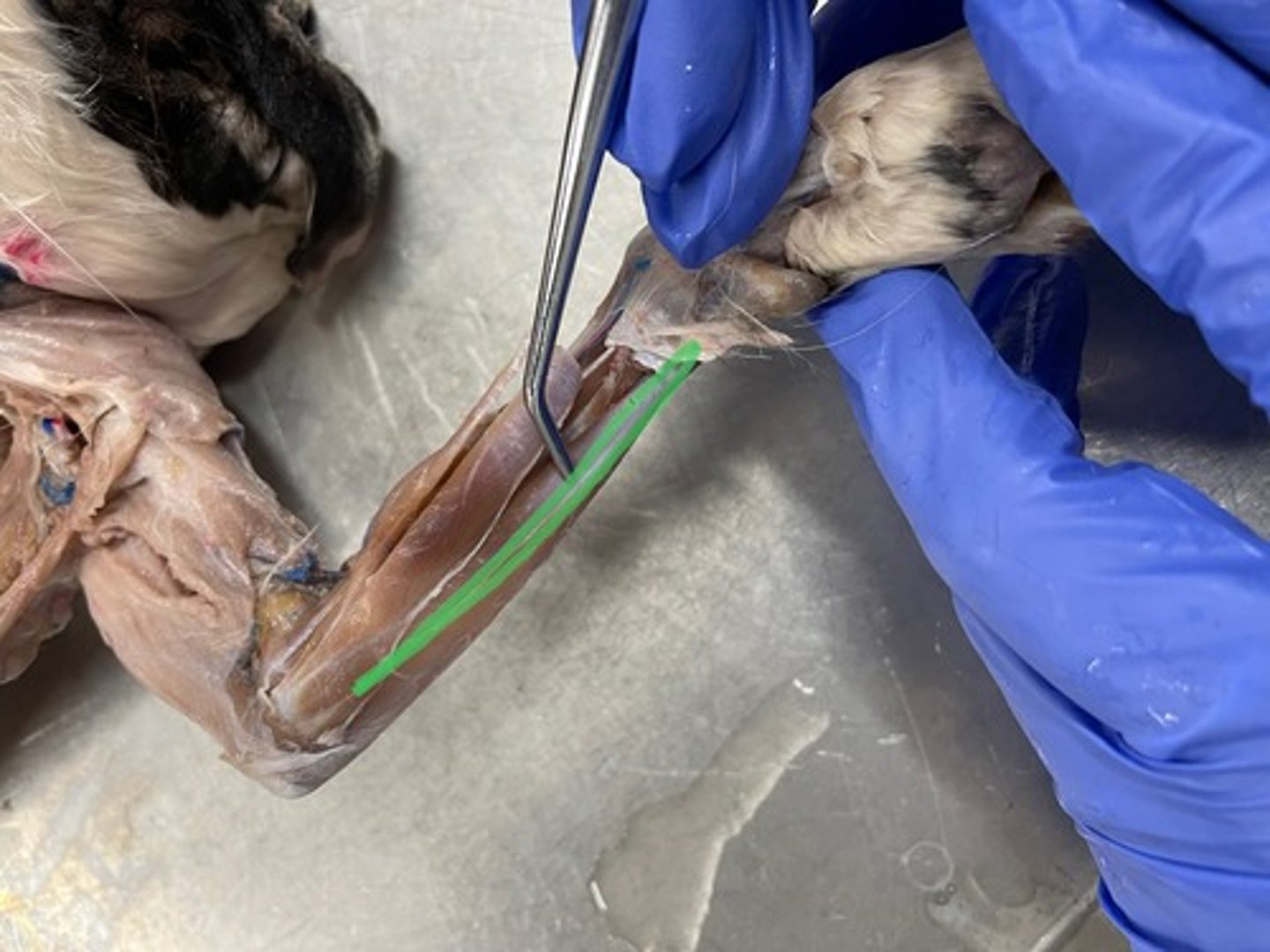 <p>O: medial epicondyle of humerus</p><p>I: base of metacarpal V</p><p>A: flexes wrist; adducts wrist</p>