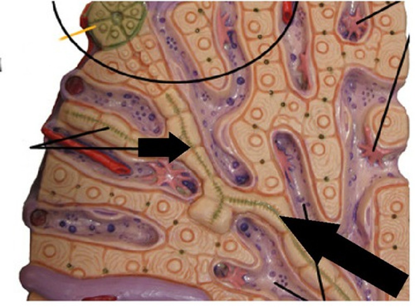 <p>what are the black arrows pointing at (liver model)</p>