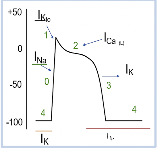 0: Rapid depolarization (VG Na+ open & Na+ influx) 
1: Initial repolarization (VG Na+ channels inactivate & K(to) open w/ K+ efflux) 
2: Plateau (VG Ca++ open & Ca++ influx) --> ventricles contract 
3: Repolarization (VG K+ open, K+ efflux) 
4: Rest: outward K+ current 