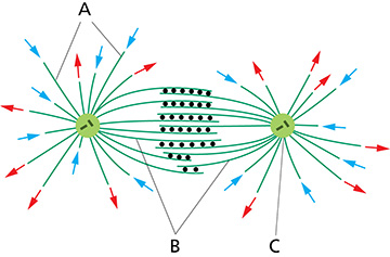 <p>(Q013) Shown below is the structure of a bipolar mitotic spindle. Which element(s) is/are the interpolar microtubules?</p>