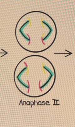 <p>Anaphase II</p>