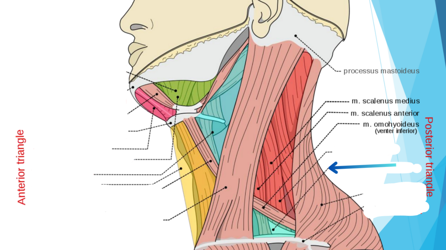<p>What triangle does teal show? (Lower blue)</p>