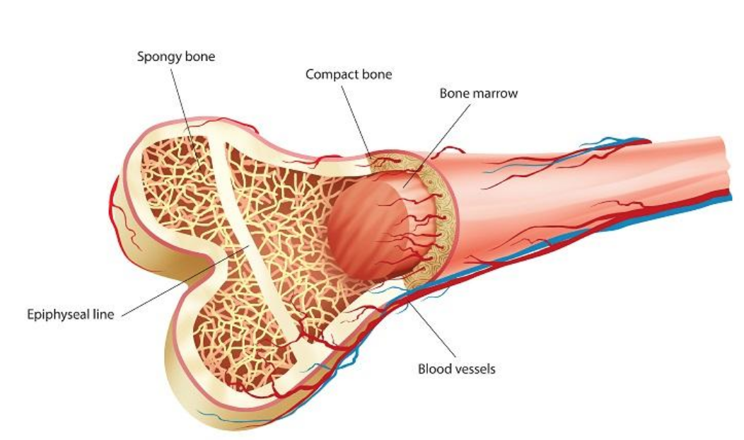 <p>Кісткова тканина</p>