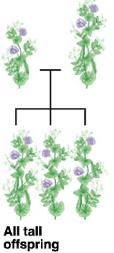 <p>When true breeding plants, one tall and one short, are crossed, all the offspring are tall</p>