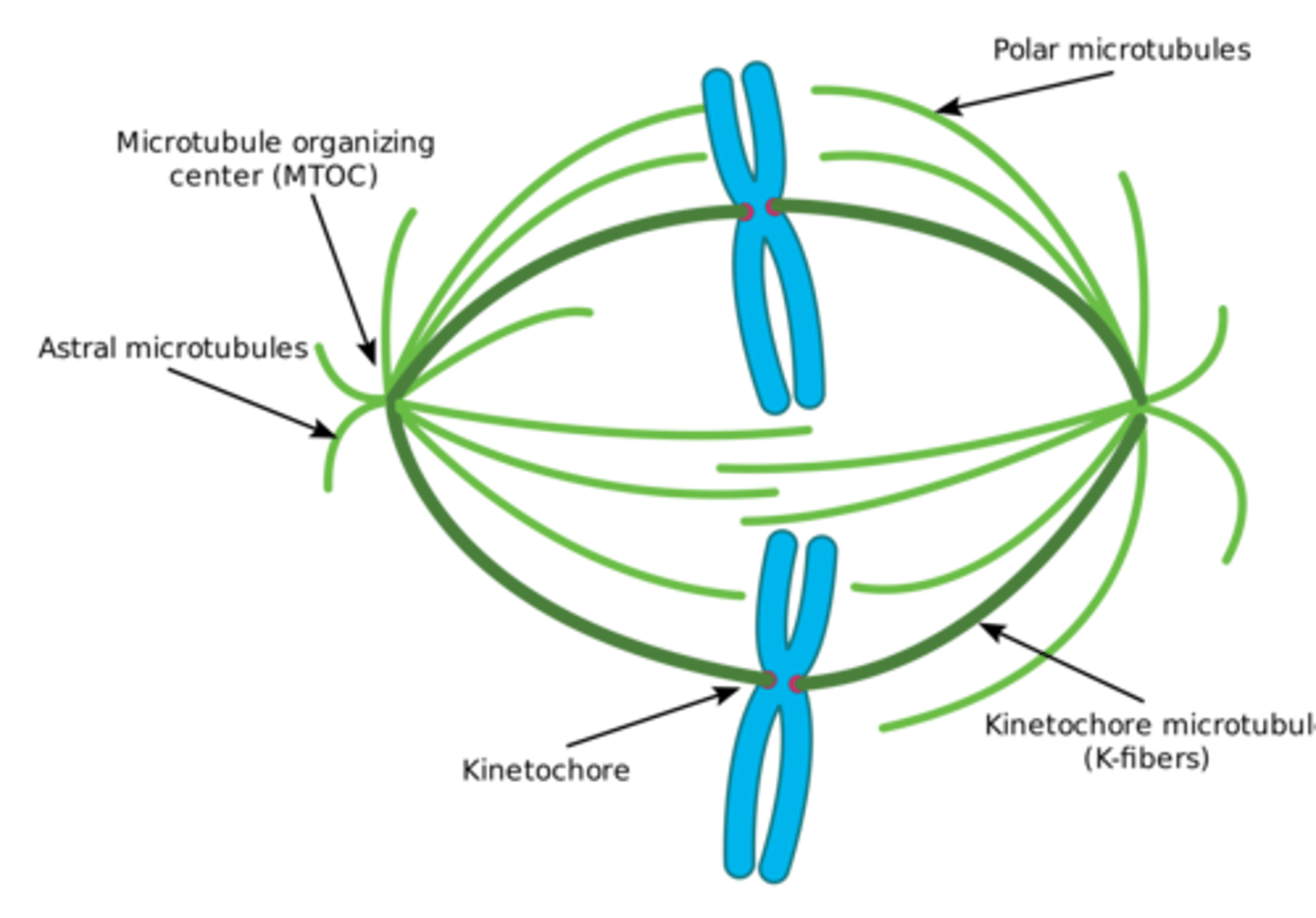 <p>(A) III only</p><p>Each of the following statements are true about Microtubules:</p><p>I. The Microtubules that form the Asters will anchor centrioles to the Cell Membrane.</p><p>II. The only Microtubule Organizing Center in Mitosis is Centrosome.</p><p>III. The only Microtubule Organizing Center in Interphase are the two Centrioles near the nucleus.</p>