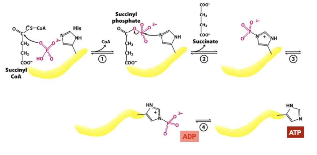 * Coenzyme A is first displaced by a bound phosphate group, forming succinyl phosphate
* this histidine side-chain then removes the Pi group forming succinate and phosphohistidine, the Pi group is then transferred to ADP to form ATP, substrate level phosphorylation