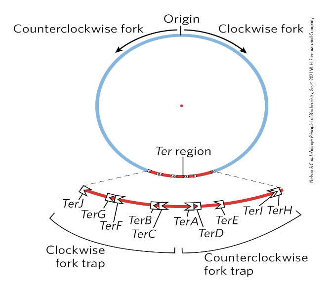 <ul><li><p>it is important entire chromosome only copied once</p></li><li><p>mechanisms (TerA to TerK) prevent further synthesis</p></li><li><p>the 10 Ter sequences bind to a protein (Tus), creating trap for the fork </p></li></ul><p></p>