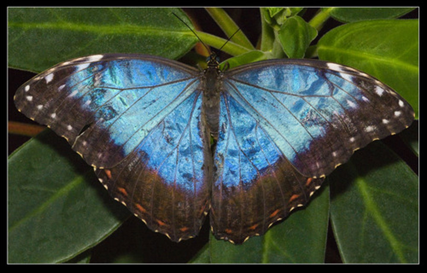 <p>an insect with large patterned wings</p>
