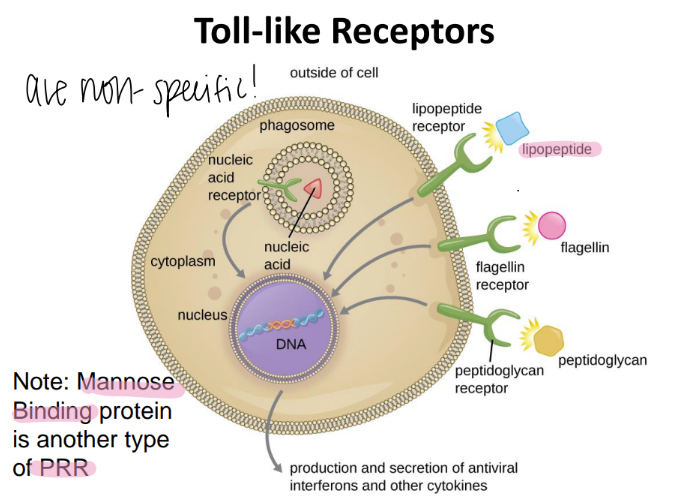 <p>NON specific </p><p>aka PRR (pattern recognition receptors) </p>